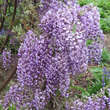 Wisteria floribunda 'Domino': Bild 2/2