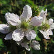 Rubus fruticosus 'Black Satin': Bild 2/2