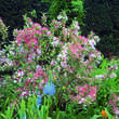 Weigela 'Kosteriana Variegata': Bild 6/6