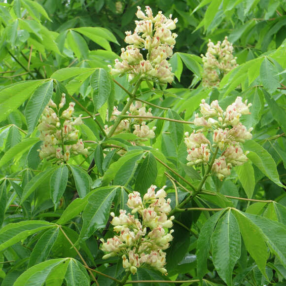 Aesculus flava: Bild 2/3