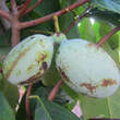 Asimina triloba 'Ithaca': Bild 2/3