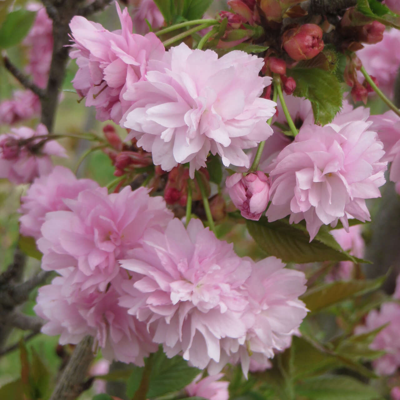 50 Stück Kirschblütenbaum Samen - Japanische Zierkirsche Prunus Serrulata Winterhart