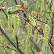 Carpinus cordata: Bild 2/6