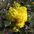 Mahonia aquifolium: Bild 2/9