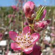 Prunus nucipersica 'Tellernektarine Weißer Sandwich': Bild 3/3