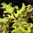 Hydrangea quercifolia 'Pee Wee': Bild 3/3