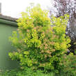 Cotinus coggygria 'Golden Spirit': Bild 6/7