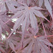 Acer palmatum 'Yasemin': Bild 4/5