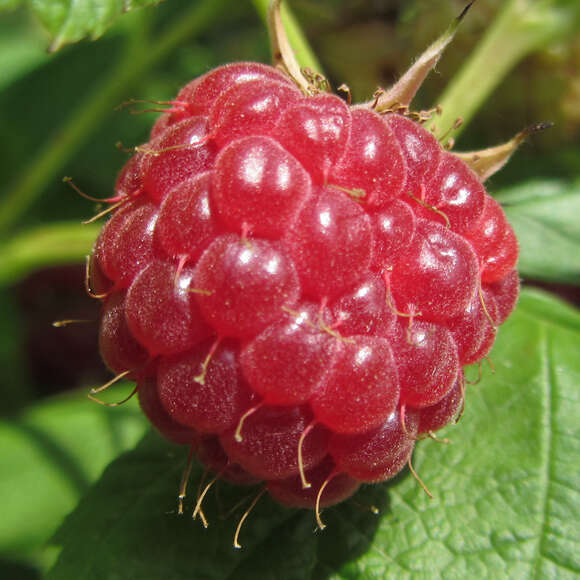 Rubus idaeus 'Aroma Queen': Bild 2/3 Rubus idaeus 'Aroma Queen': Bild 2/3