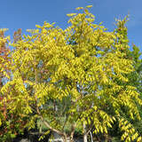 Koelreuteria paniculata 'Coral Sun' - Korallen-Blasenbaum