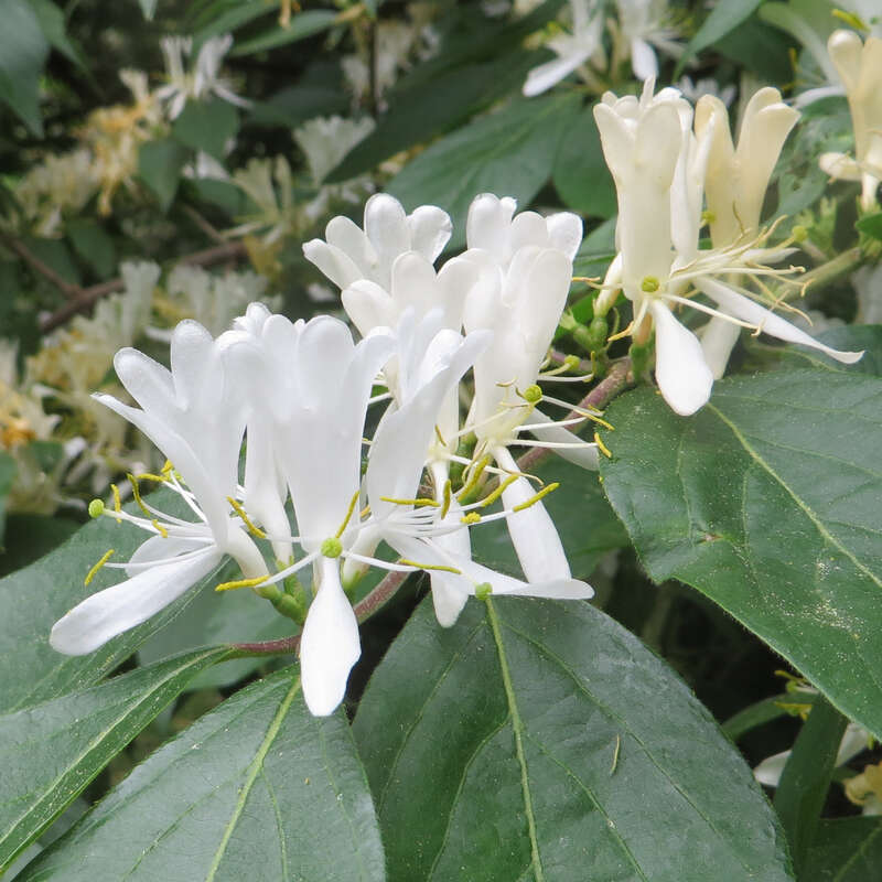 brazil philodendron care Shop 'Philodendron brasil' Care and Growing Guide