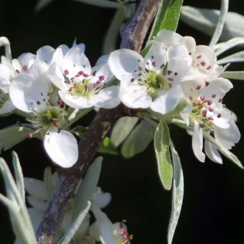Hängebirne Pyrus salicifolia 'Pendula' weiß