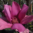 Magnolia 'Vulcan': Bild 4/9