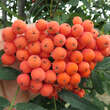 Sorbus 'Bursinka': Bild 5/7