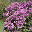 Rhododendron 'Praecox': Bild 7/9