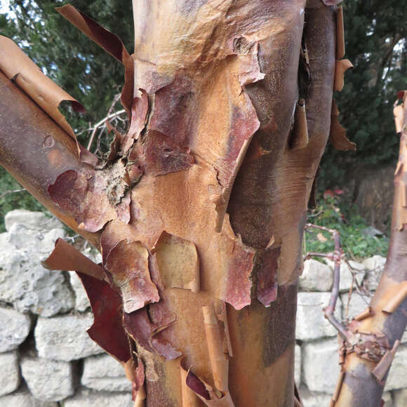 Acer griseum: Bild 8/9 Acer griseum: Bild 8/9
