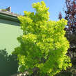 Cotinus coggygria 'Golden Spirit': Bild 5/7
