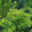 Taxus baccata 'Dovastoniana Aurea': Bild 1/1