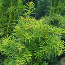 Taxus baccata 'Dovastoniana Aurea' - Goldgelbe Tanneneibe