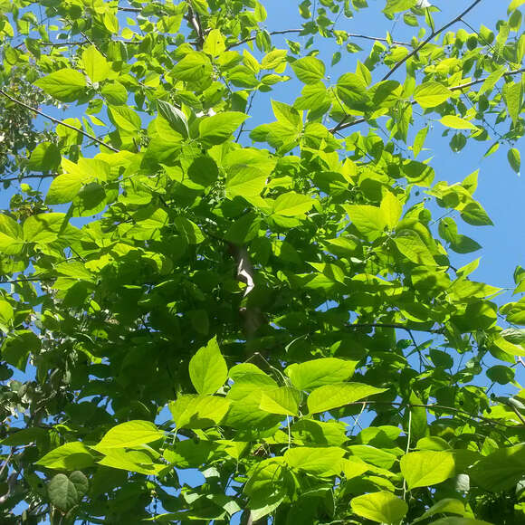 Celtis australis: Bild 5/6 Celtis australis: Bild 5/6