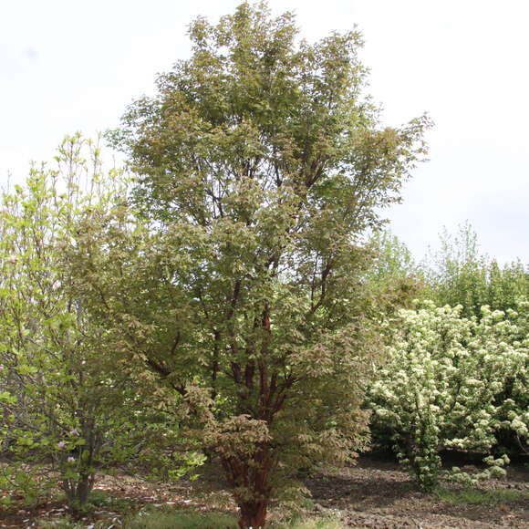 Acer griseum: Bild 9/9 Acer griseum: Bild 9/9