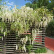 Wisteria floribunda 'Shiro-noda' ('Longissima Alba'): Bild 7/8