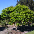 Acer palmatum 'Mikawa-yatsubusa': Bild 7/7