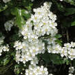 Crataegus laevigata: Bild 3/7