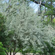 Elaeagnus angustifolia: Bild 8/8