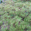 Acer palmatum 'Baldsmith' H150+: Bild 4/7