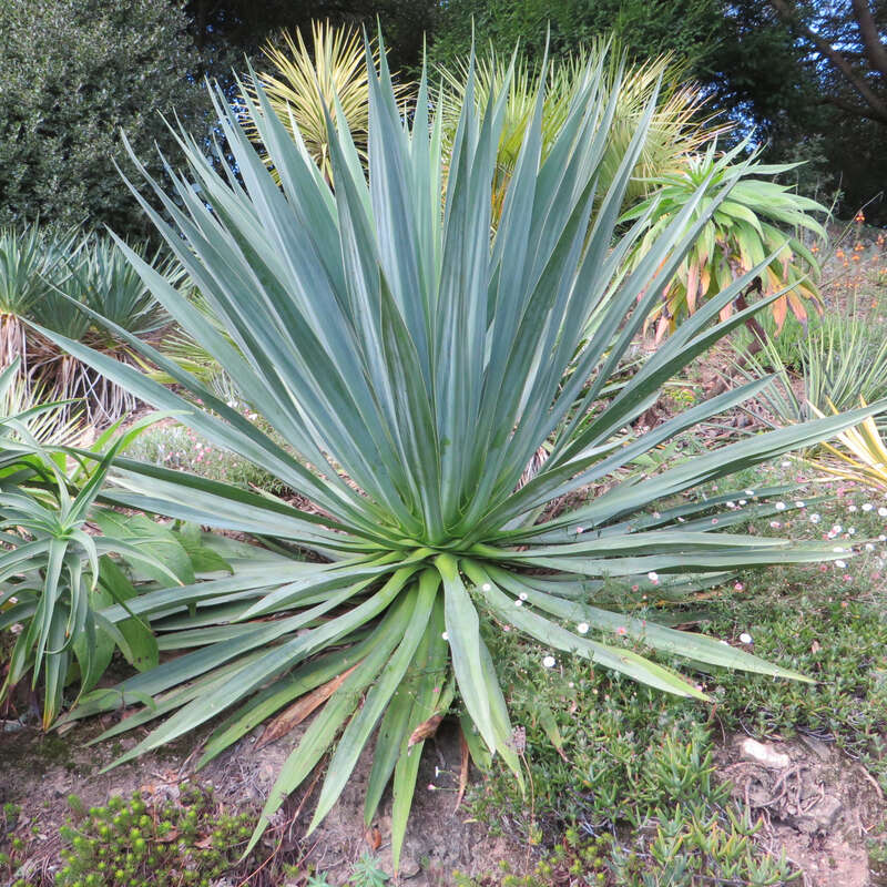 Palmlilie NICHT WINTERHART Yucca gloriosa Kübelpflanze
