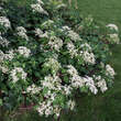 Hydrangea anomala petiolaris: Bild 4/5