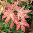 Acer palmatum 'Oridono-nishiki': Bild 3/6