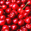 Prunus avium 'Sunburst': Bild 2/2
