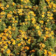 Potentilla fruticosa 'Mango Tango': Bild 4/4