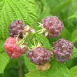 Rubus idaeus 'Glen Coe': Bild 3/3