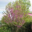Cercis siliquastrum: Bild 6/7