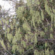 Stachyurus praecox: Bild 3/4