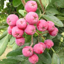 Sorbus 'Grananatnaja' - Frucht-Eberesche