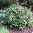 Sarcococca hookeriana humilis: Bild 2/2