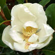 Magnolia grandiflora 'Ferruginea': Bild 2/3