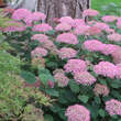 Hydrangea arborescens 'Pink Annabelle': Bild 5/6