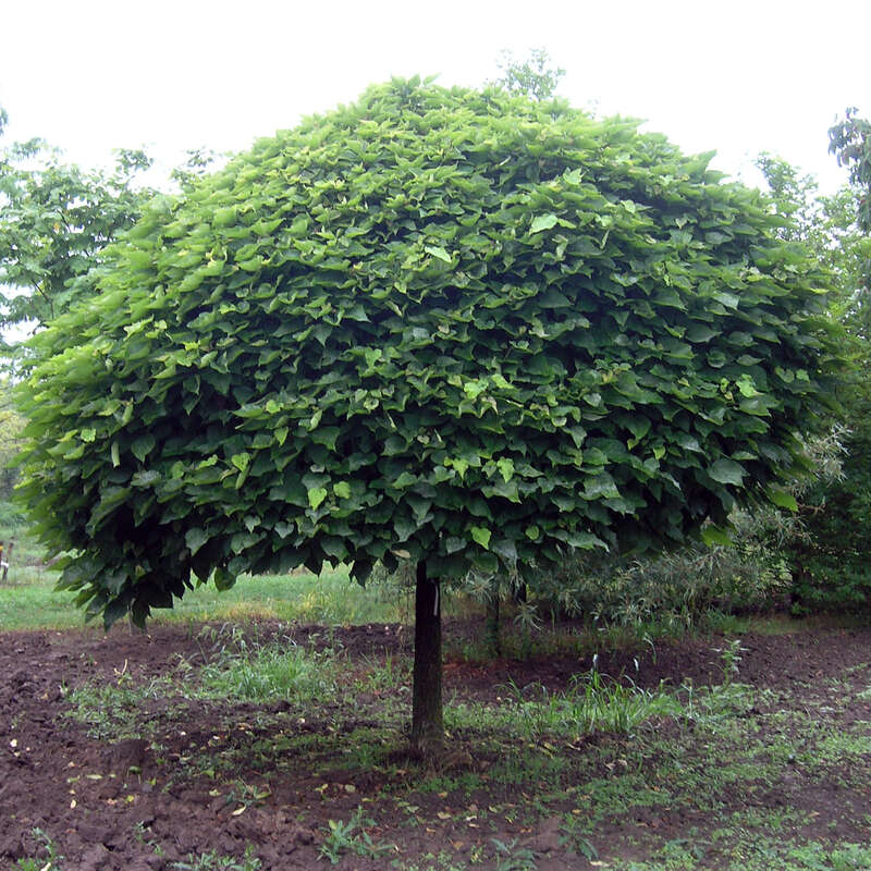 KugelTrompetenbaum Catalpa bignonioides 'Nana'
