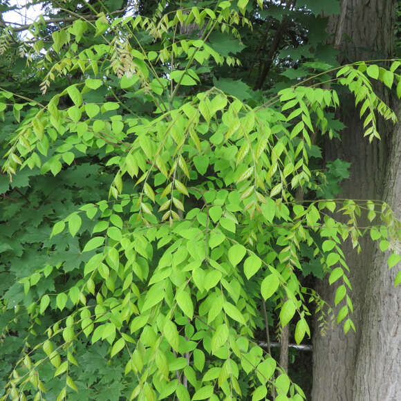 Gymnocladus dioica: Bild 3/12 Gymnocladus dioica: Bild 3/12