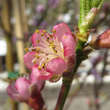 Prunus persica 'Early Red Haven': Bild 2/3