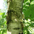 Betula papyrifera: Bild 5/5