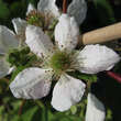 Rubus fruticosus 'Navaho': Bild 2/2