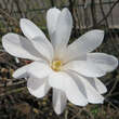 Magnolia stellata 'Waterlily': Bild 5/5