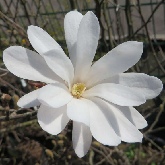 Magnolia stellata 'Waterlily': Bild 5/5 Magnolia stellata 'Waterlily': Bild 5/5