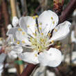 Prunus arm. 'Bergeron': Bild 4/5
